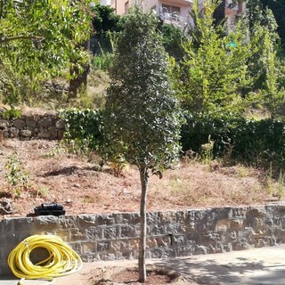 "Piantiamola!": appello della Cia Imperia per piantare un albero, una piantina, un seme per la ‘Festa della donna’