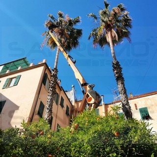 Sanremo: il servizio giardini lavora alla manutenzione di verde e piante, potate molte palme in centro (Foto)