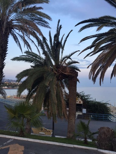 Sanremo: palma spezzata in corso Vittorio Emanuele, intervento di messa in sicurezza dei VVF