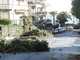Sanremo: ok della Soprintendenza per cambiare gli alberi in via Barabino Sanremo: ok della Soprintendenza per cambiare gli alberi in via Barabino