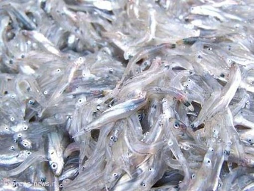 Regione: è stato dato il via libera in tutta la Liguria alla 'pesca del Rossetto'