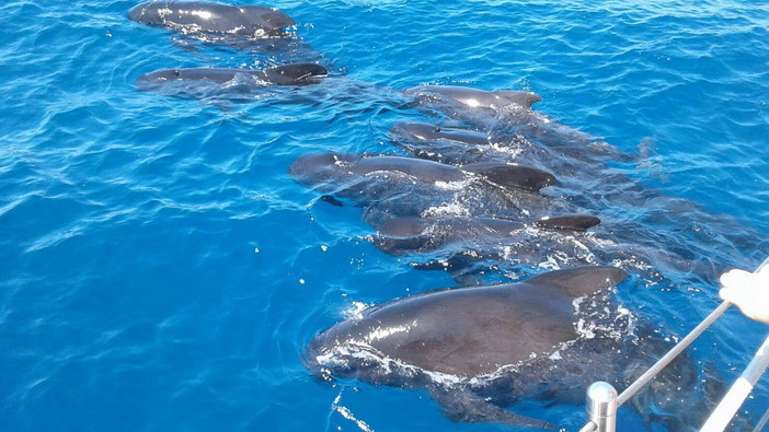 Santuario dei Cetacei 'Pelagos': le immagini di enormi delfini neri vicini alle imbarcazioni da ricerca Santuario dei Cetacei 'Pelagos': le immagini di enormi delfini neri vicini alle imbarcazioni da ricerca
