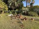 La palma caduta a villa Ormond La palma caduta a villa Ormond