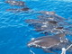 Santuario dei Cetacei 'Pelagos': le immagini di enormi delfini neri vicini alle imbarcazioni da ricerca