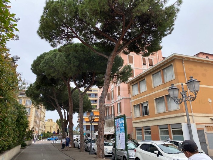 Sanremo: da lunedì a venerdì prossimi via Nino Bixio chiusa per l'abbattimento di quattro pini marittimi