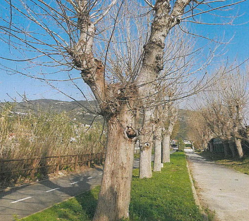 Taggia: Pioppi a rischio crollo vicino alla ciclabile sull'argine sinistro dell'Argentina, devono essere abbattuti (Foto) Taggia: Pioppi a rischio crollo vicino alla ciclabile sull'argine sinistro dell'Argentina, devono essere abbattuti (Foto)