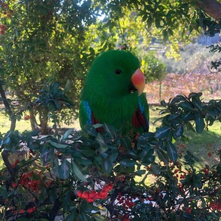Il pappagallo trovato a Ventimiglia Il pappagallo trovato a Ventimiglia