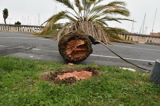 Sanremo: palma viene abbattuta dal vento sulla passeggiata a mare, attesa per la rimozione per alcune auto parcheggiate (Foto)