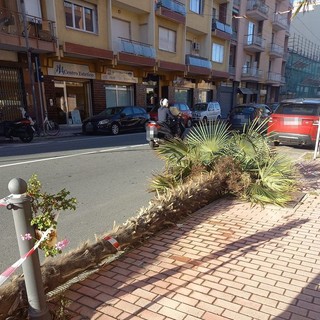 Vallecrosia, palma si spezza e cade sulla strada
