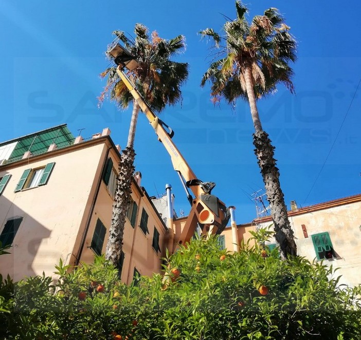 Sanremo: il servizio giardini lavora alla manutenzione di verde e piante, potate molte palme in centro (Foto)