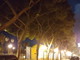 Sanremo: intervento ai pini di via Bixio vicino all'ex stazione, il Comitato Pat scrive al Comune
