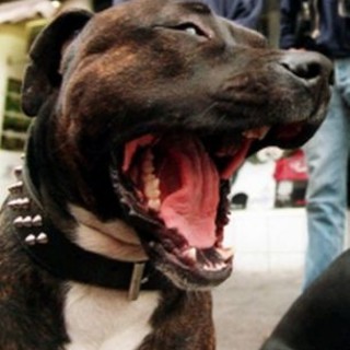 Pitbull attacca un Beagle: intieviene la Lega del Cane