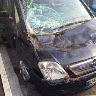 Bordighera: crolla un'altra palma in largo Valgoi, cresce l'allarme per la caduta delle piante dopo quelle di domenica