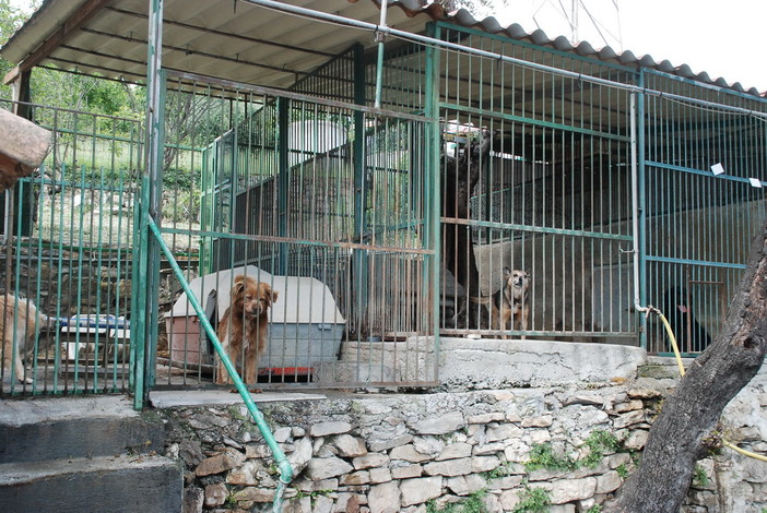 Sanremo: 'diffida' di Andrea Gorlero, sospesa l'apertura delle buste per il bando sulla gestione degli animali