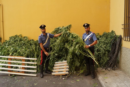 Rocchetta Nervina: i Carabinieri scoprono un'altra piantagione di cannabis indica, arrestato un 67enne Rocchetta Nervina: i Carabinieri scoprono un'altra piantagione di cannabis indica, arrestato un 67enne