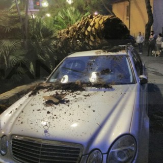 Bordighera: cade una palma in via Bra, sfiorata la tragedia questa sera per gli occupanti di una Mercedes