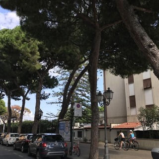 I pini di via Nino Bixio