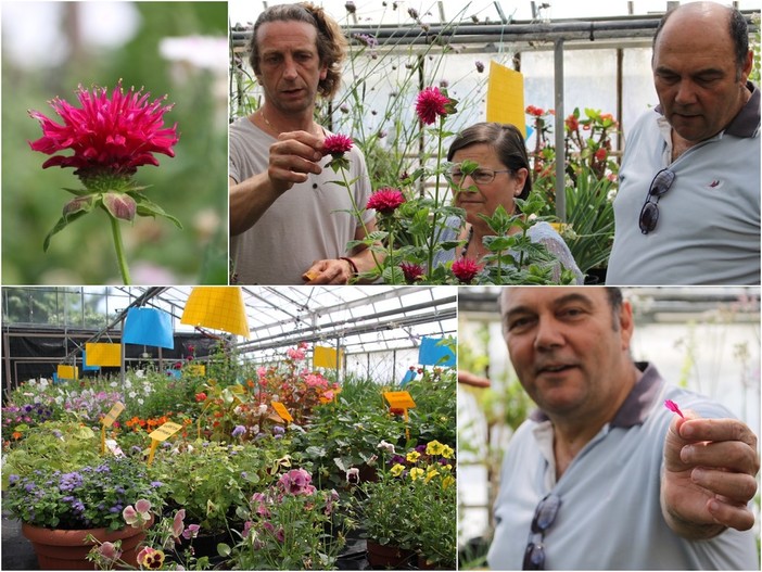 Le immagini dalle serre del CREA di Sanremo