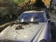 Bordighera: cade una palma in via Bra, sfiorata la tragedia questa sera per gli occupanti di una Mercedes