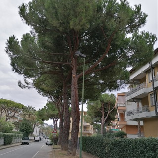 Mozione di ‘Civicamente Bordighera’: “Il comune accolga l’appello della Lipu a non abbattere o potare le piante tra marzo e agosto” Mozione di ‘Civicamente Bordighera’: “Il comune accolga l’appello della Lipu a non abbattere o potare le piante tra marzo e agosto”