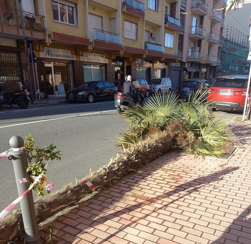 Vallecrosia, palma si spezza e cade sulla strada Vallecrosia, palma si spezza e cade sulla strada