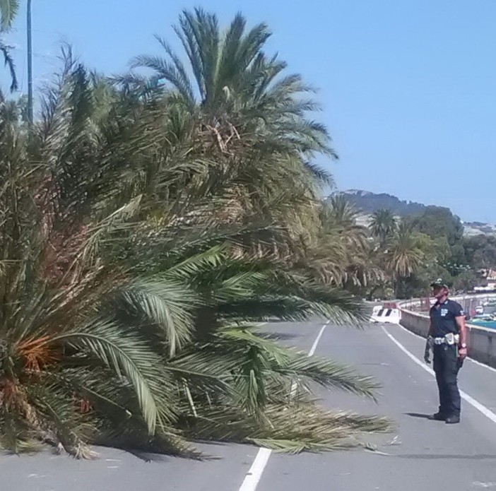 Sanremo: crolla una palma in corso Trento Trieste, intervento della Polizia Municipale e del settore giardini (Foto)