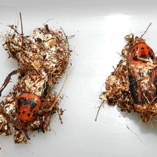 Anche l'agronomo sanremese Matteo Littardi domani ad Euroflora per la nuova tecnica biologica contro il Punteruolo Rosso Anche l'agronomo sanremese Matteo Littardi domani ad Euroflora per la nuova tecnica biologica contro il Punteruolo Rosso