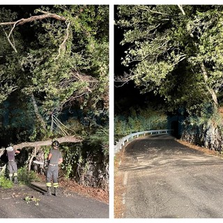 Grossa quercia cade sulla Provinciale 29 tra Chiusanico e Gazzelli: pronto intervento dei Vigili del Fuoco (Foto) Grossa quercia cade sulla Provinciale 29 tra Chiusanico e Gazzelli: pronto intervento dei Vigili del Fuoco (Foto)