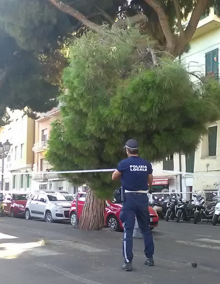 Sanremo: grosso ramo rischia di cadere sulla ciclabile, la Municipale delimita il tratto ed i Vvf tagliano il ramo (Foto) Sanremo: grosso ramo rischia di cadere sulla ciclabile, la Municipale delimita il tratto ed i Vvf tagliano il ramo (Foto)
