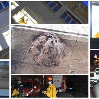 Sanremo: un nido di vespe velutine sotto un cornicione dell'ospedale 'Borea', le immagini della rimozione (Foto)