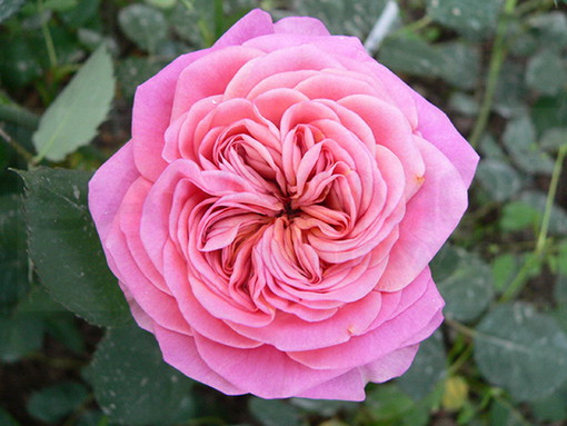Oggi a Genova verranno piantate alcune rose 'Duchessa di Galliera' della sanremese 'Daphnè'