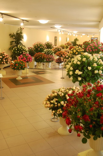 Rose in esposizione a San Biagio della Cima