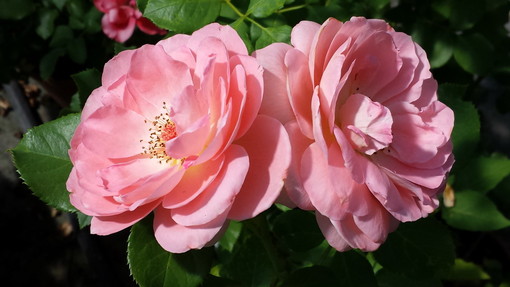 Camporosso: l'azienda agricola 'Beauty Rose' commercializza la 'Rosa bruna - la vera rosa da sciroppo'