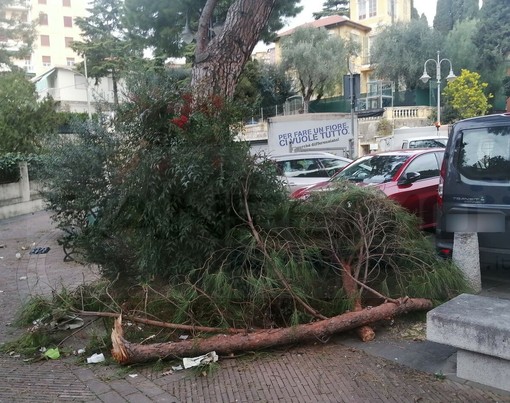 Sanremo: rami di un pino cadono in piazza San Bernardo per il vento, furgone colpito, paura tra i residenti (Foto)