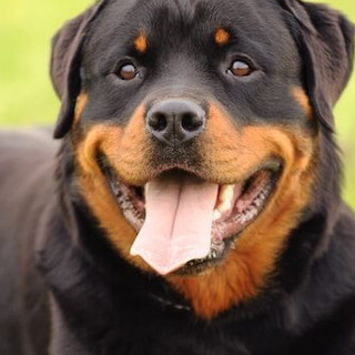 Ventimiglia: Rottweiler trovato morto strozzato sulla riva del Roja, la denuncia dell'associazione Arkus