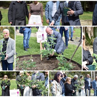 Sanremo: la 'Rosa di Damasco' testimone di pace da questa mattina è nei giardini di Villa Ormond (Foto e Video) Sanremo: la 'Rosa di Damasco' testimone di pace da questa mattina è nei giardini di Villa Ormond (Foto e Video)