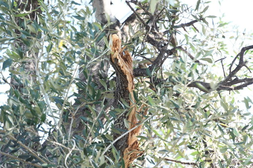 Sanremo: si spezza il ramo di un olivo vicino al Golf pochi secondi dopo il transito di una donna (Foto)