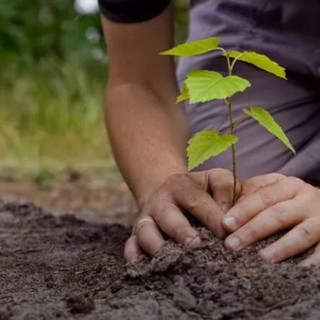 Ventimiglia: Alternativa Intemelia lancia una sottoscrizione per 100 alberi in città, contribuisce anche il Sindaco Ventimiglia: Alternativa Intemelia lancia una sottoscrizione per 100 alberi in città, contribuisce anche il Sindaco