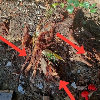 Taglio delle radici dei ficus ai Giardini Regina Elena: la Soprintendenza chiede verifiche urgenti al Comune Taglio delle radici dei ficus ai Giardini Regina Elena: la Soprintendenza chiede verifiche urgenti al Comune