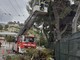 Sanremo: ramo di un pino pericolante sull'Aurelia per il forte vento, intervento dei Vigili del Fuoco (Foto)