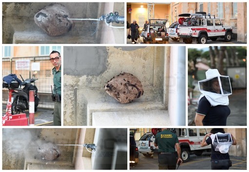 Sanremo: nido di vespe 'velutine' sotto un cornicione dell'ospedale 'Borea', ieri una task force per rimuoverlo (Foto)
