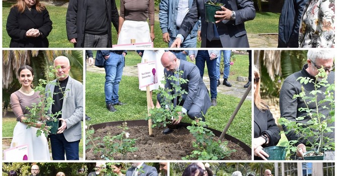 Sanremo: la 'Rosa di Damasco' testimone di pace da questa mattina è nei giardini di Villa Ormond (Foto e Video)
