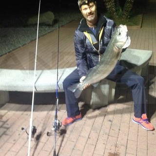 Ventimiglia: pesca fuori dal comune ieri sera per Robert Lazar, catturata una spigola da 8,4 Kg Ventimiglia: pesca fuori dal comune ieri sera per Robert Lazar, catturata una spigola da 8,4 Kg