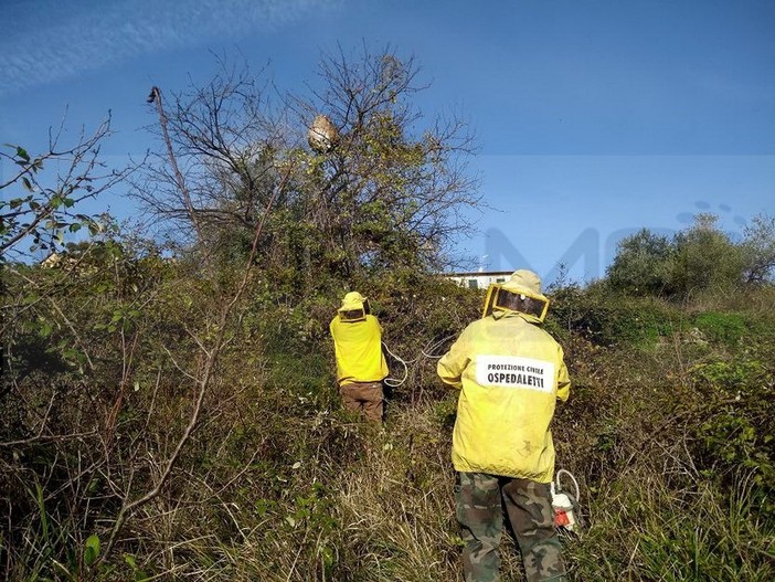 Sanremo: rimosso un pericoloso nido di vespa velutina in via Pascoli, il ringraziamento di un lettore (Foto) Sanremo: rimosso un pericoloso nido di vespa velutina in via Pascoli, il ringraziamento di un lettore (Foto)