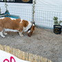 Sanremo, a MareCultura 2026 la cerca del tartufo con Villiam Casali e i suoi cani protagonisti a Pian di Nave Sanremo, a MareCultura 2026 la cerca del tartufo con Villiam Casali e i suoi cani protagonisti a Pian di Nave