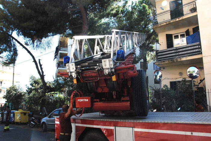 Imperia: albero a rischio crollo sull'Aurelia in località Barbarossa, intervento di Vvf e Municipale Imperia: albero a rischio crollo sull'Aurelia in località Barbarossa, intervento di Vvf e Municipale