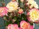 Arma di Taggia: domani pomeriggio incontro con Antonio Marchese, ibridatore di rose Arma di Taggia: domani pomeriggio incontro con Antonio Marchese, ibridatore di rose