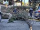 Sanremo: si rompe un ramo che finisce su un'auto in corso Inglesi, lievi danni e nessun ferito (Foto)