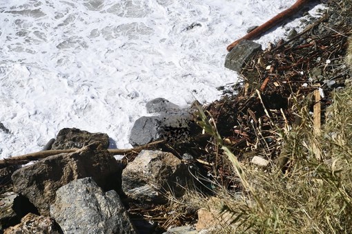 Le immagini dal luogo del ritrovamento (foto Tonino Bonomo)