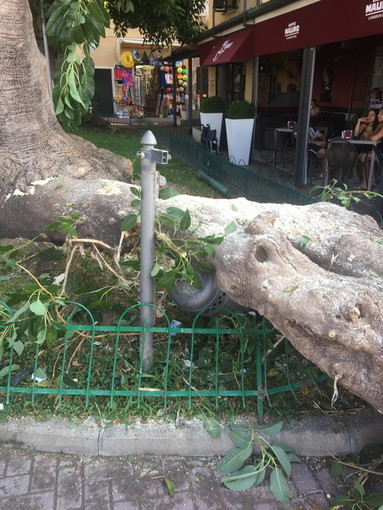 Santo Stefano al Mare: ramo di fitolacca crolla in pieno centro, il sindaco Di Placido "Per fortuna nessun danno fisico, poteva succedere di tutto" (Foto)